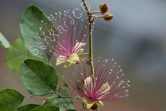 Capparis zeylanica